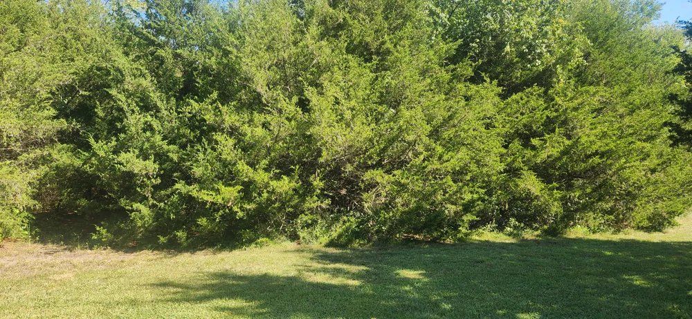 A lush green field with trees and bushes in the background.