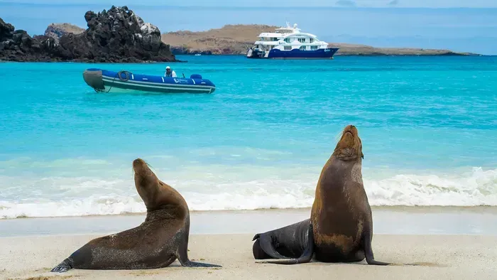 Sea lions on a sandy beach look towards the sky, blue ocean, and a boat in the background.