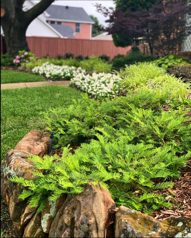Lush green and white flowering garden bed bordered by large rocks in front of a house.