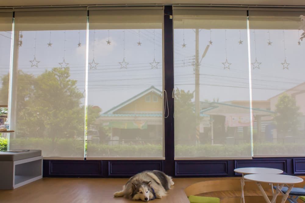 A Dog Is Laying on A Table in Front of A Window — More on the Floor in Barrack Heights, NSW