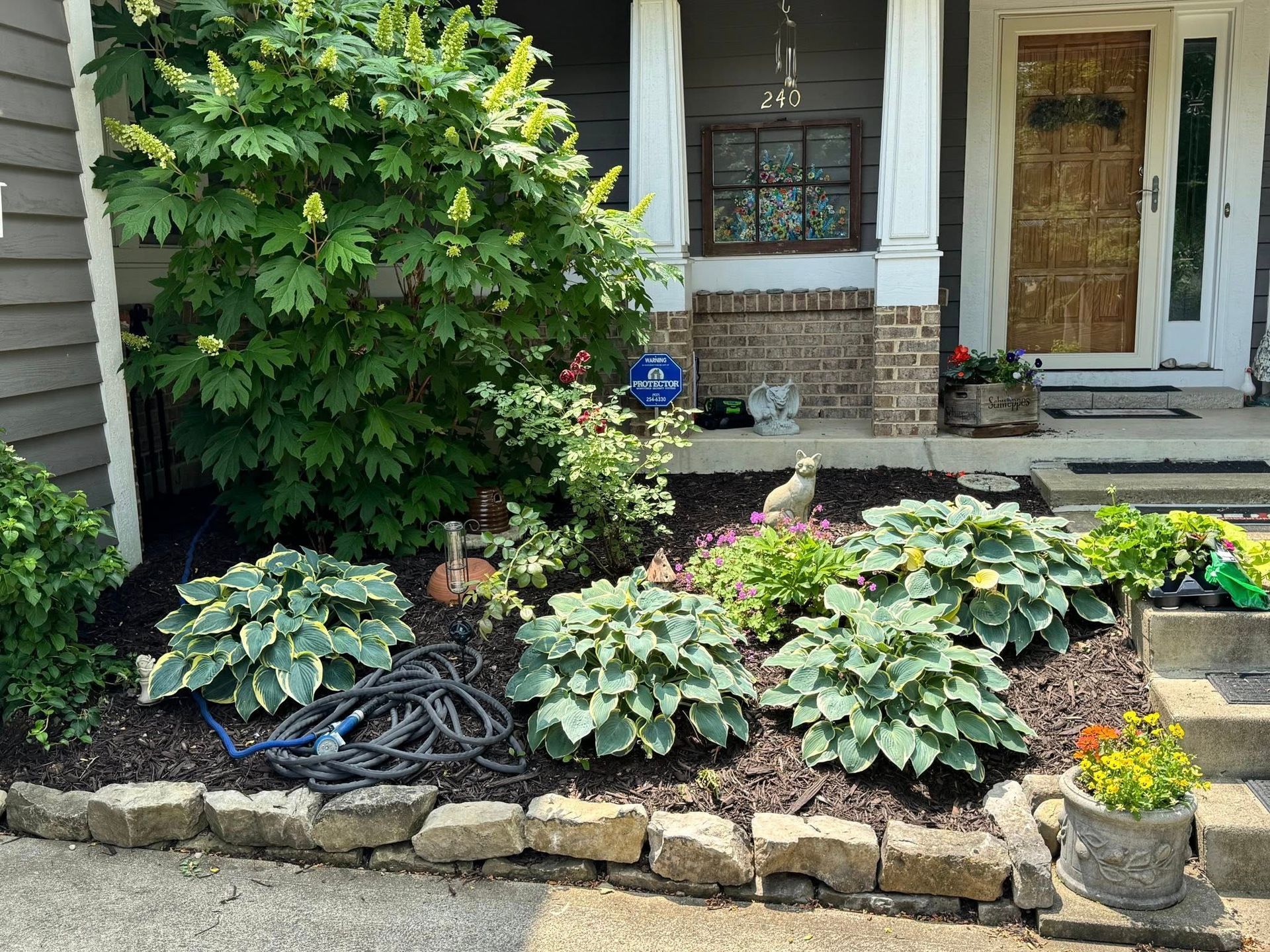 Front yard garden with green and white hostas, bushes, and a house with a brown door.