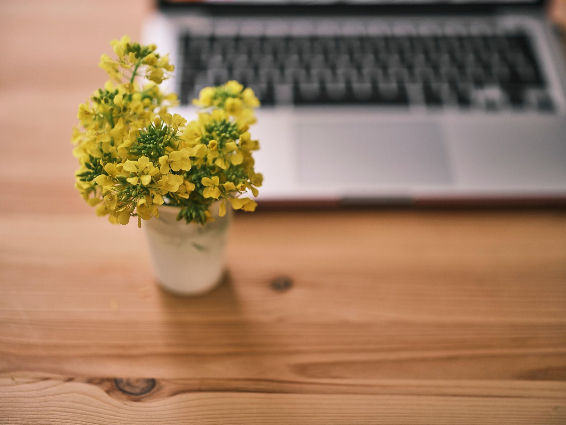 Yellow flowers in a white vase on a wooden desk next to a laptop.