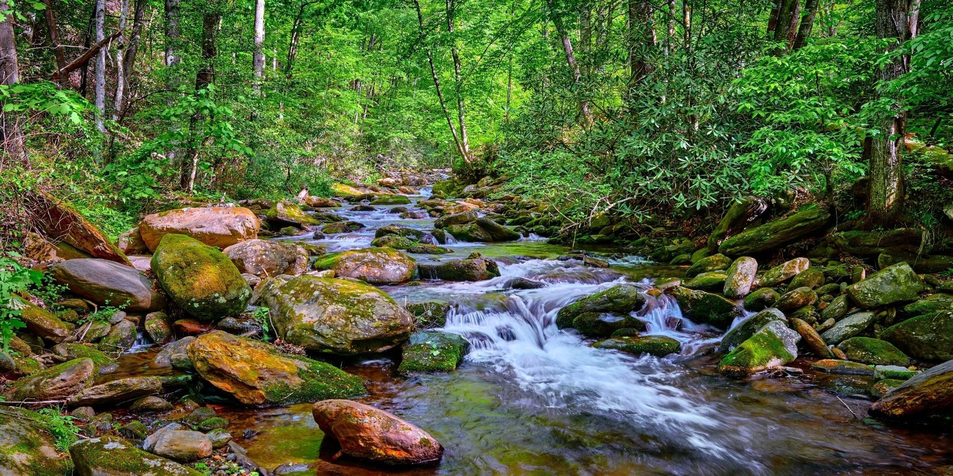A flowing stream winds through a lush forest, surrounded by mossy rocks and vibrant green foliage.