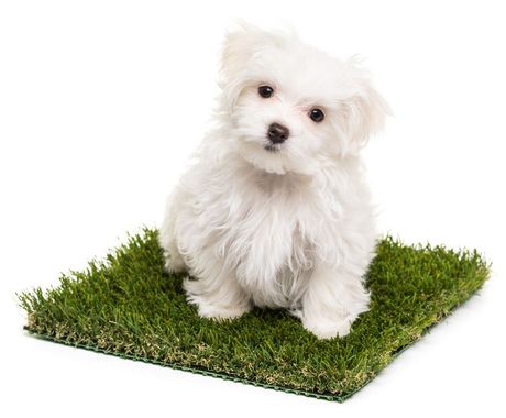 A small white dog is sitting on a piece of artificial grass.