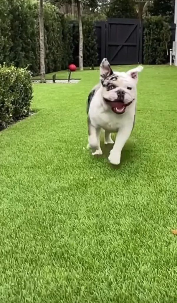 A small white dog is sitting on a piece of artificial grass.