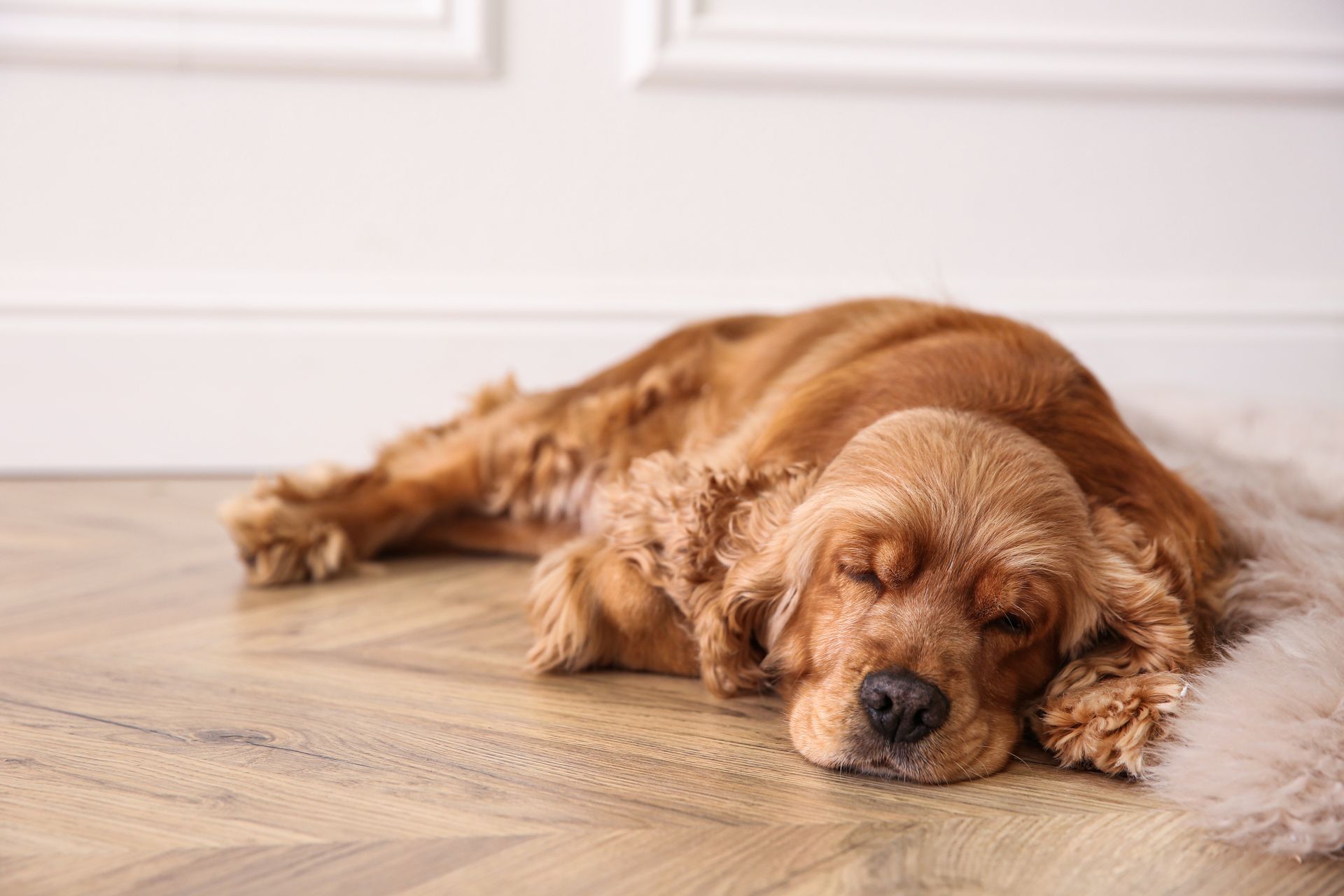 Dog relaxing- Clockwork underfloor heating