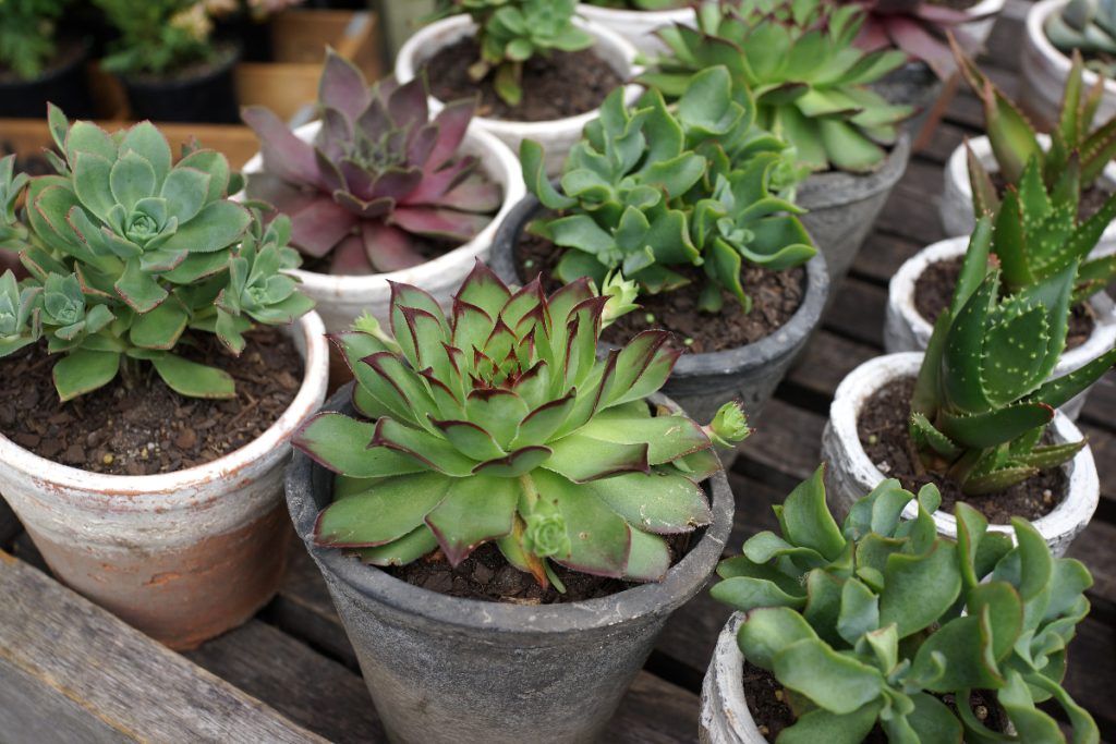 Invest in your plants with a water filter