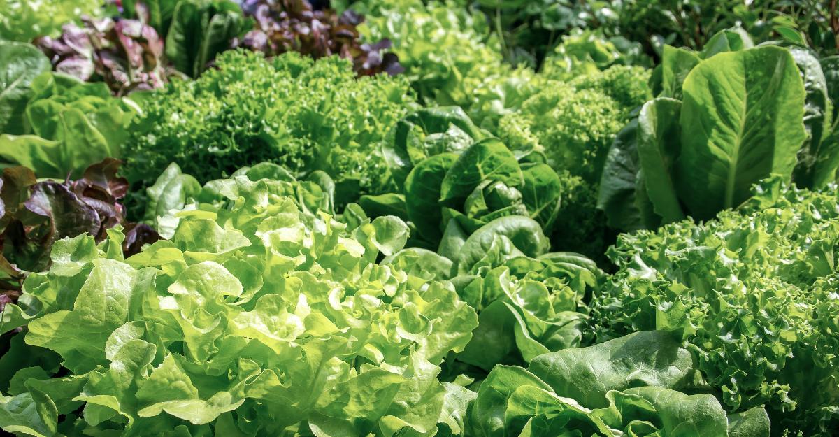 Anderson Growers_Gallery03