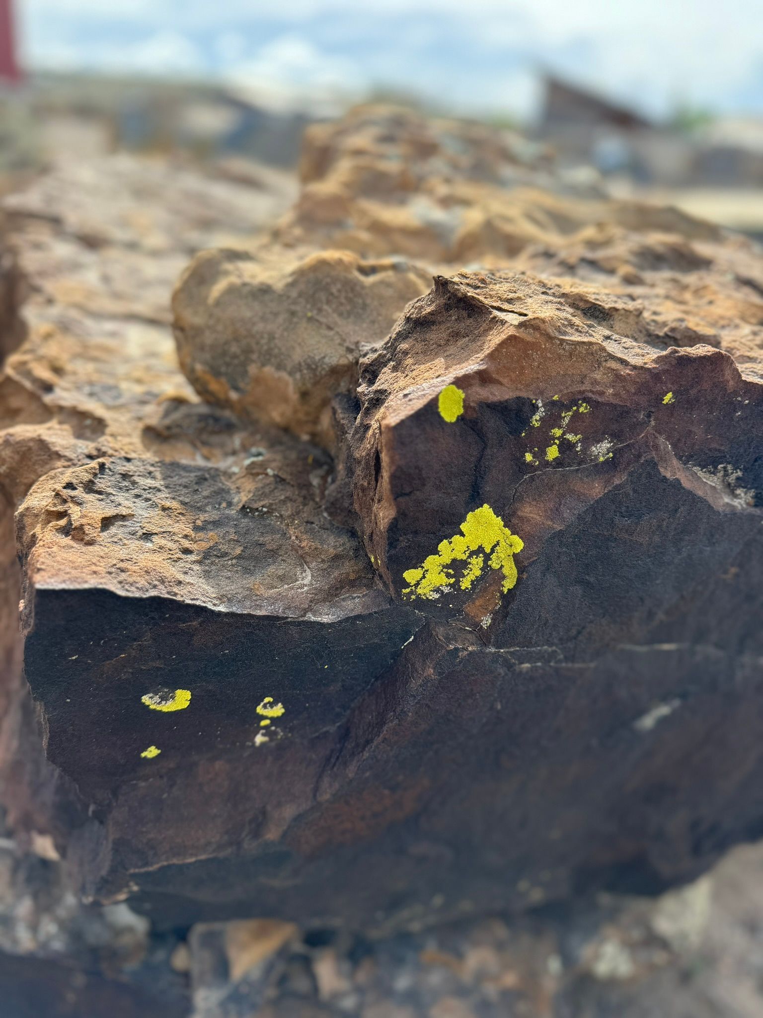 A close up of a rock with yellow lichen growing on it.
