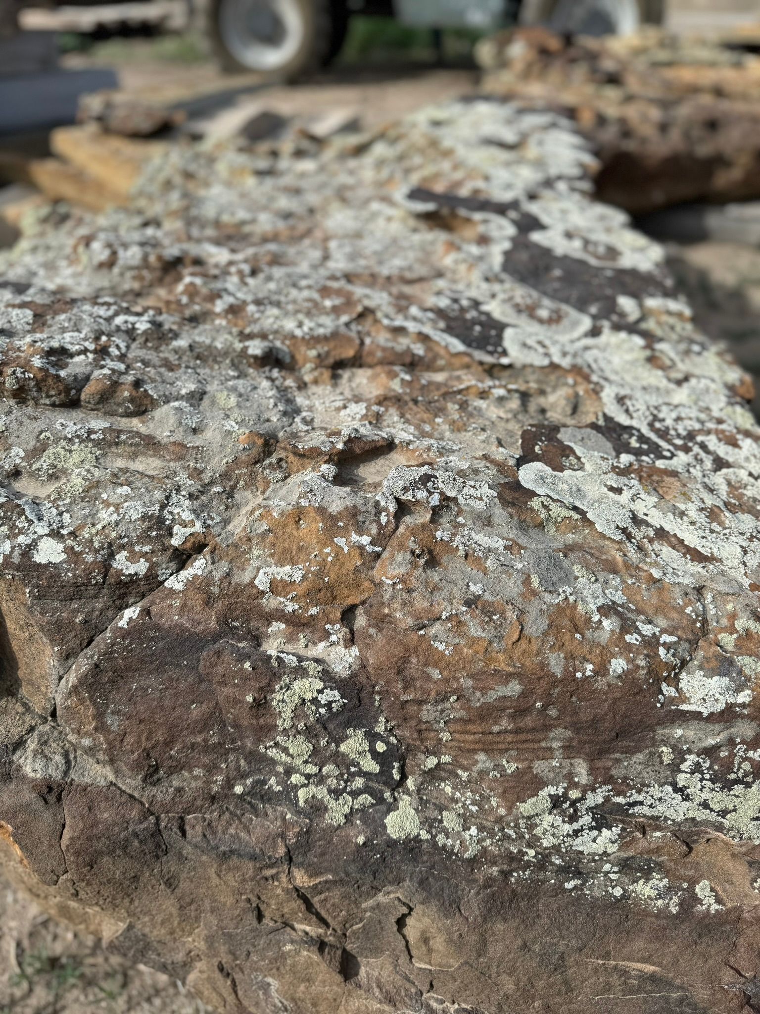 A close up of a rock with lichen on it.