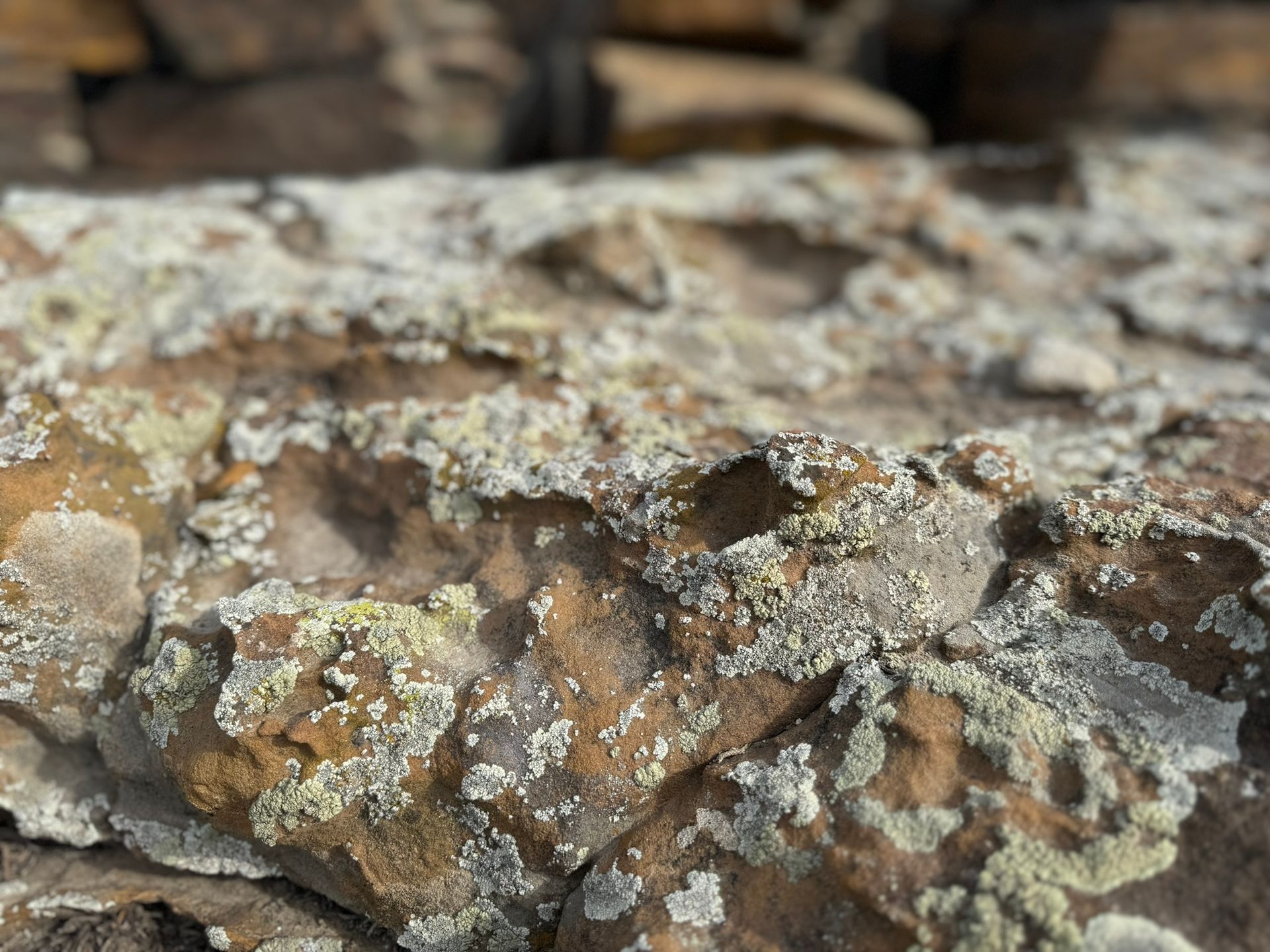 A close up of a rock with lichen on it.