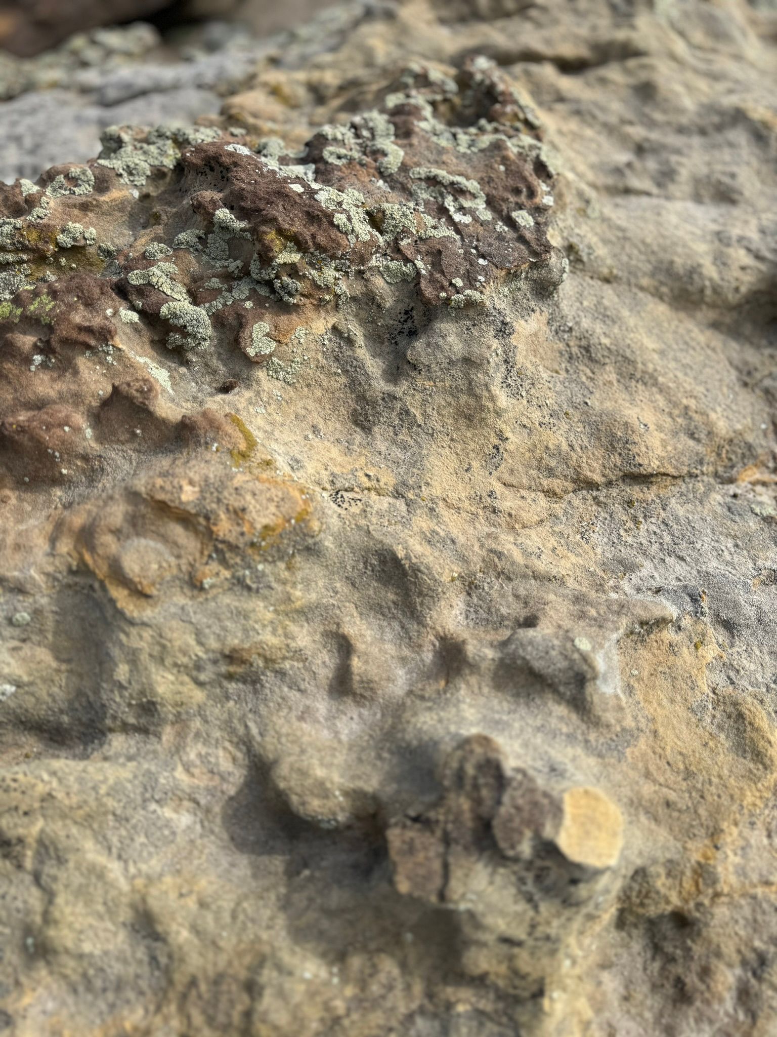 A close up of a rock with lichen on it.