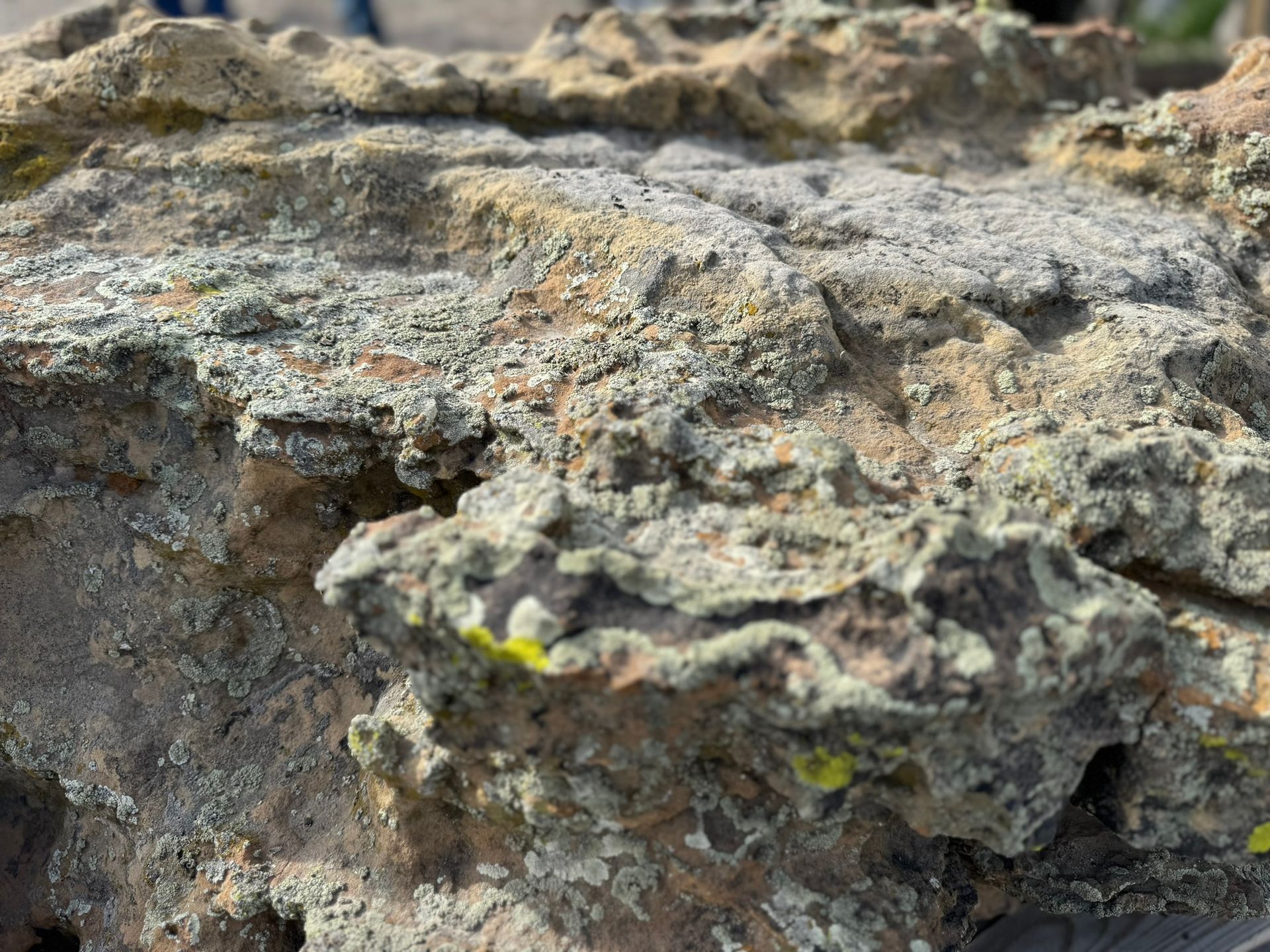 A close up of a rock with yellow spots on it.