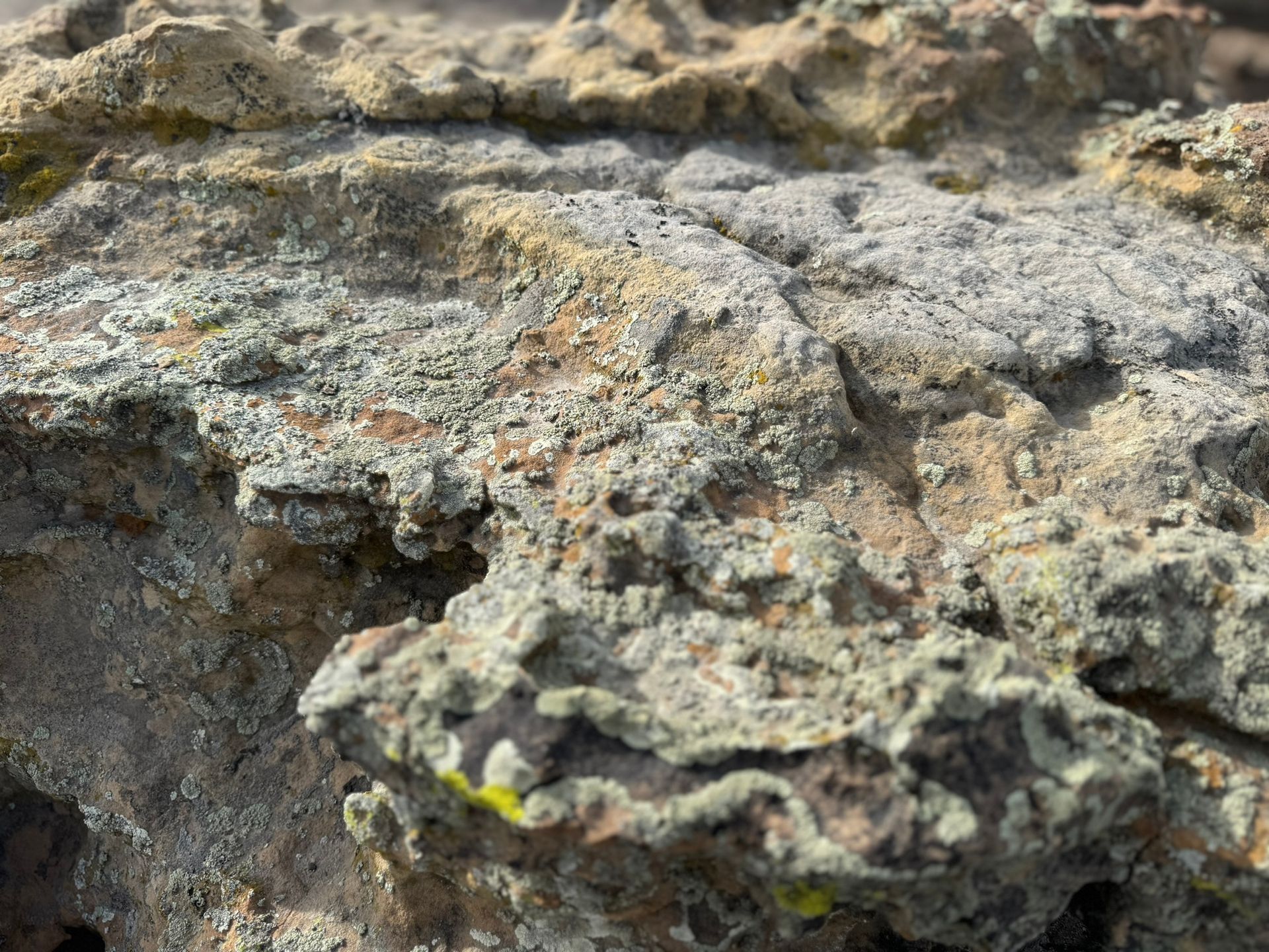 A close up of a rock with a lot of lichen on it.