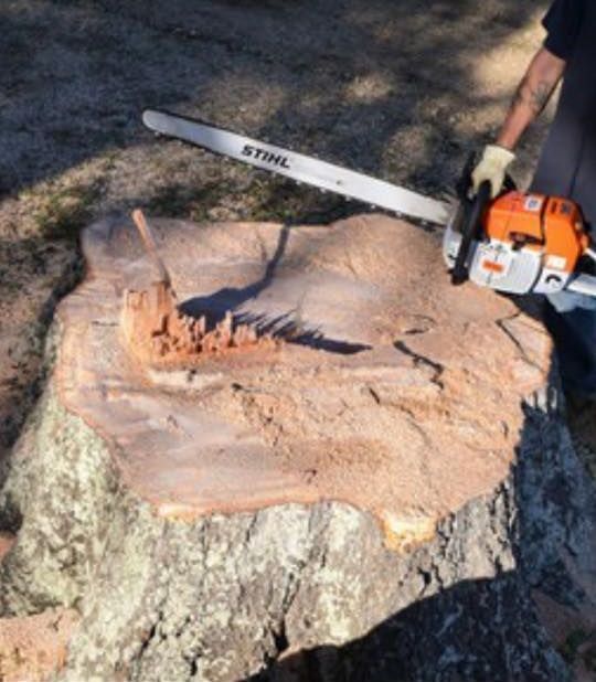 A man is cutting a tree stump with a stihl chainsaw