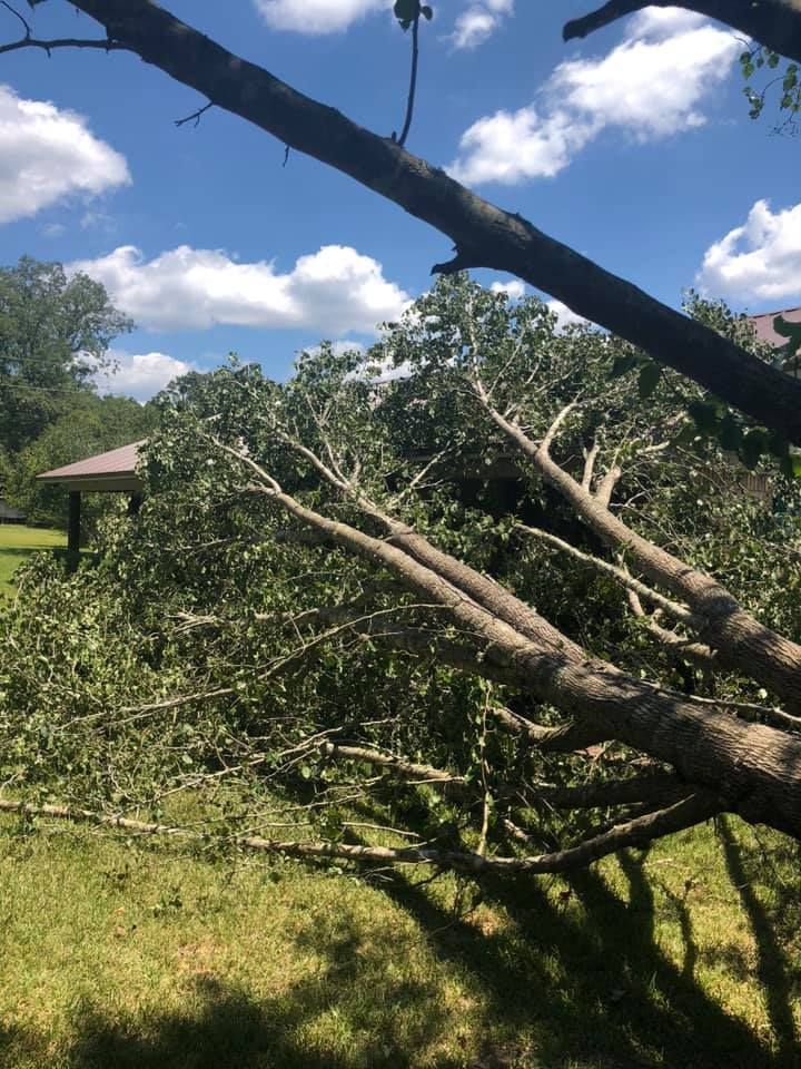 A fallen tree in a yard with a blue sky in the background.