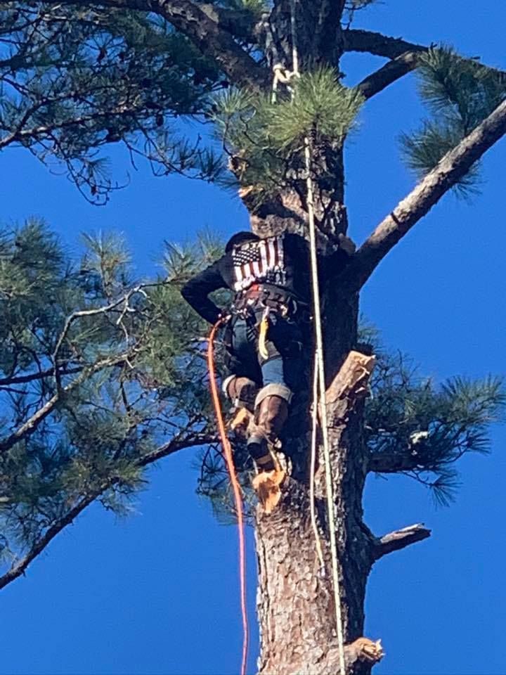 A man is climbing a tree with a chainsaw.