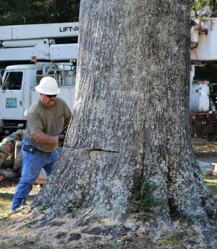 A man is standing next to a large tree with a lift truck in the background