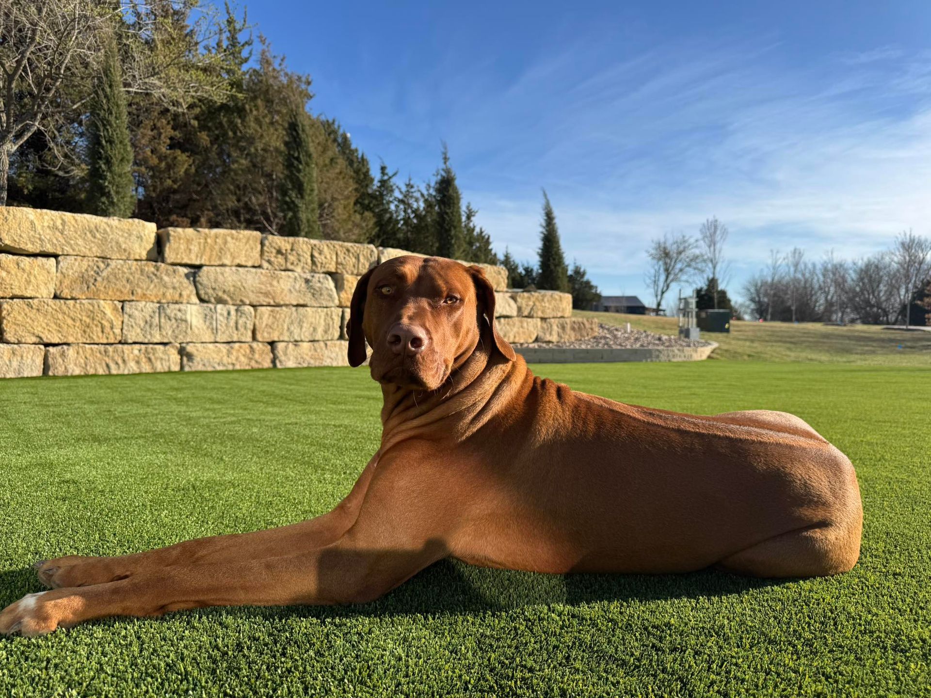 Brown dog lying on green grass with a stone wall in the background, looking at the camera in the sunlight.