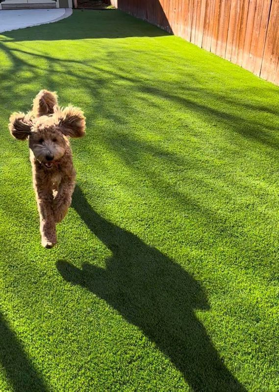 Brown dog running on green artificial grass, casting a long shadow.