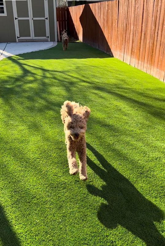 A tan poodle walks towards the camera on a green lawn, with a brown dog in the background.