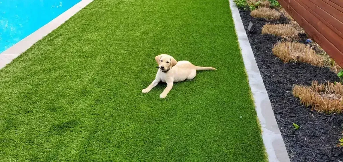 A golden lab puppy laying on green turf near a pool, with a flower bed and wood fence.