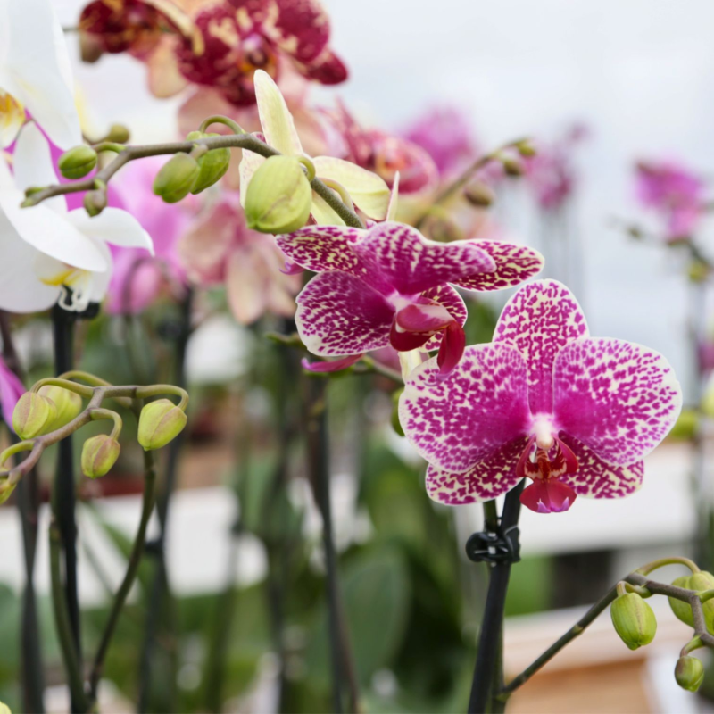 Un primo piano di un fiore di orchidea viola e bianco