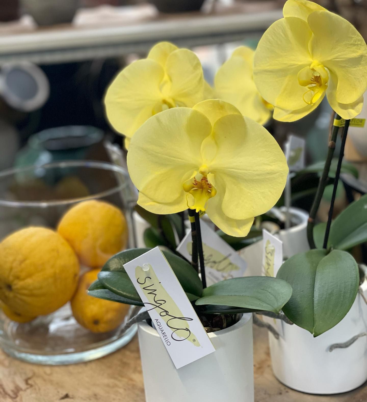 Fiori gialli in vasi bianchi con un'etichetta che dice zenzero