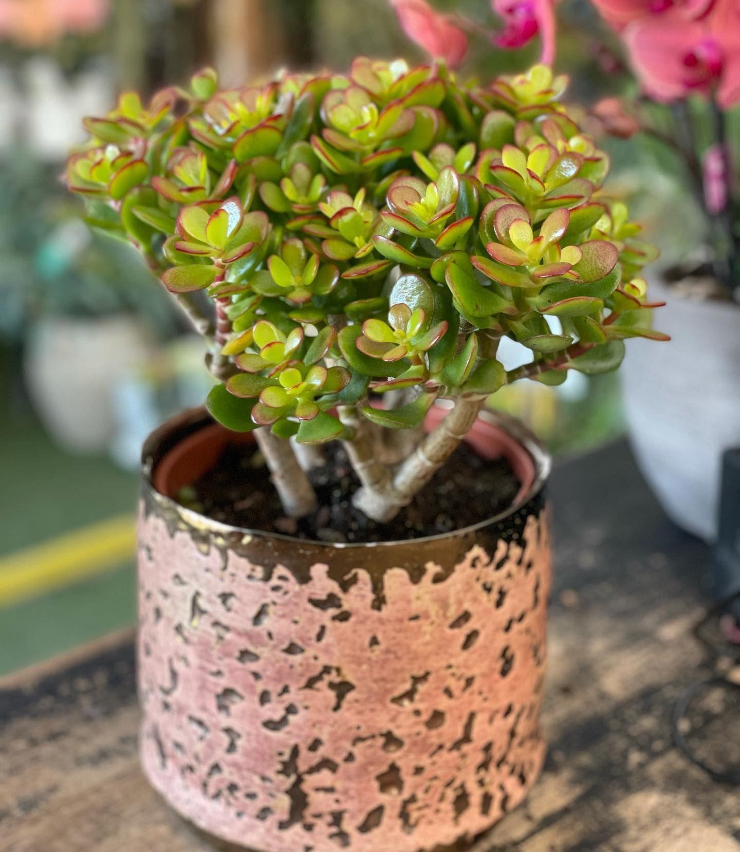 Una piccola pianta succulenta in un vaso rosa è appoggiata su un tavolo di legno.