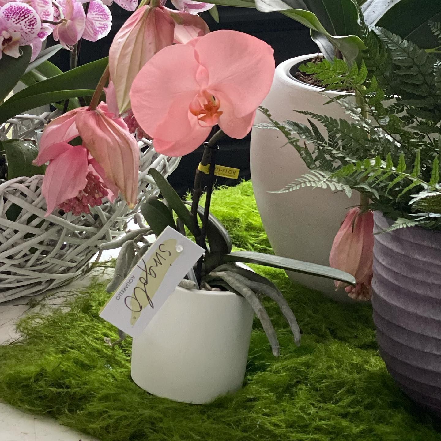 Un'orchidea rosa in un vaso bianco con un'etichetta che dice "acquista da noi"