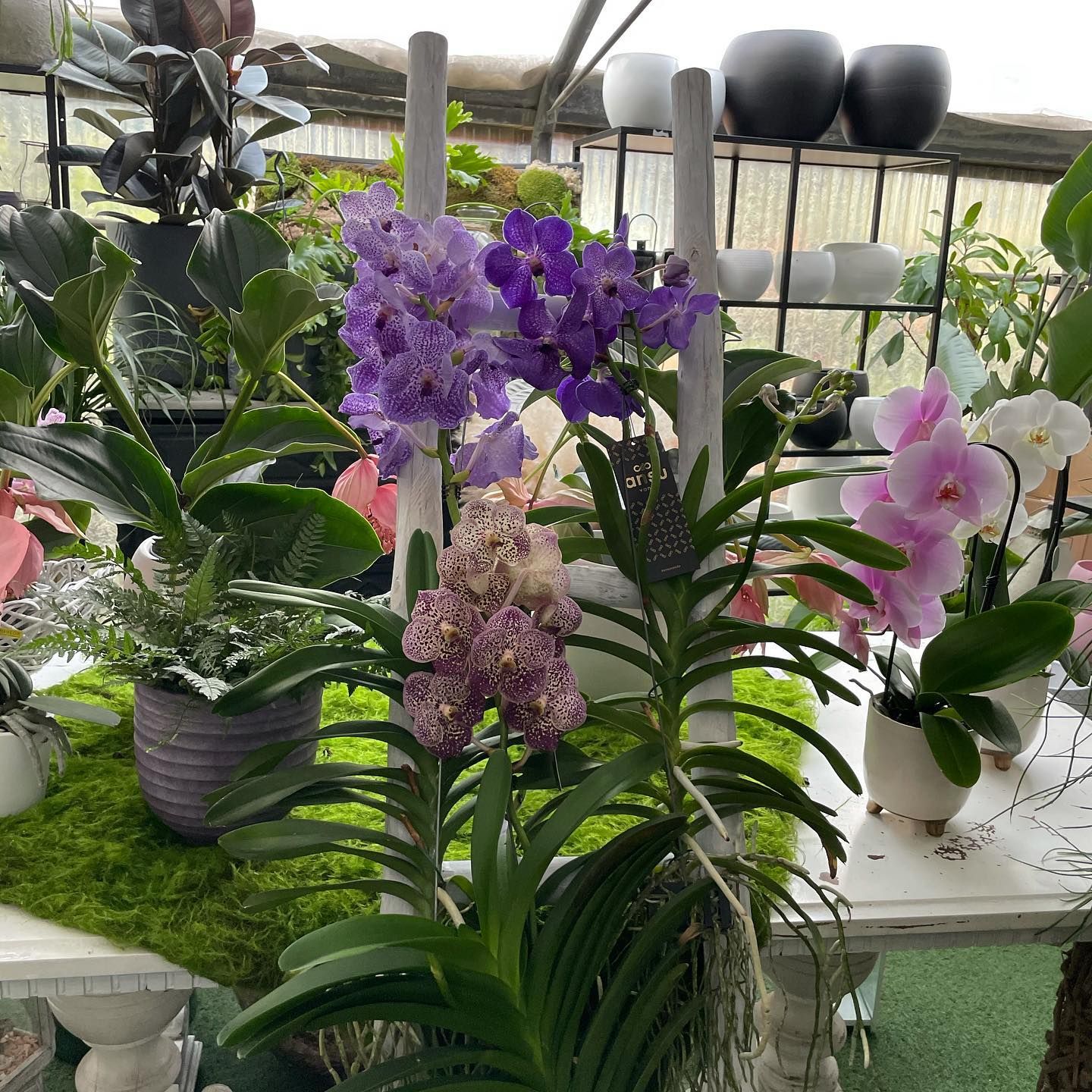 Un mazzo di orchidee viola e rosa è appoggiato su un tavolo.
