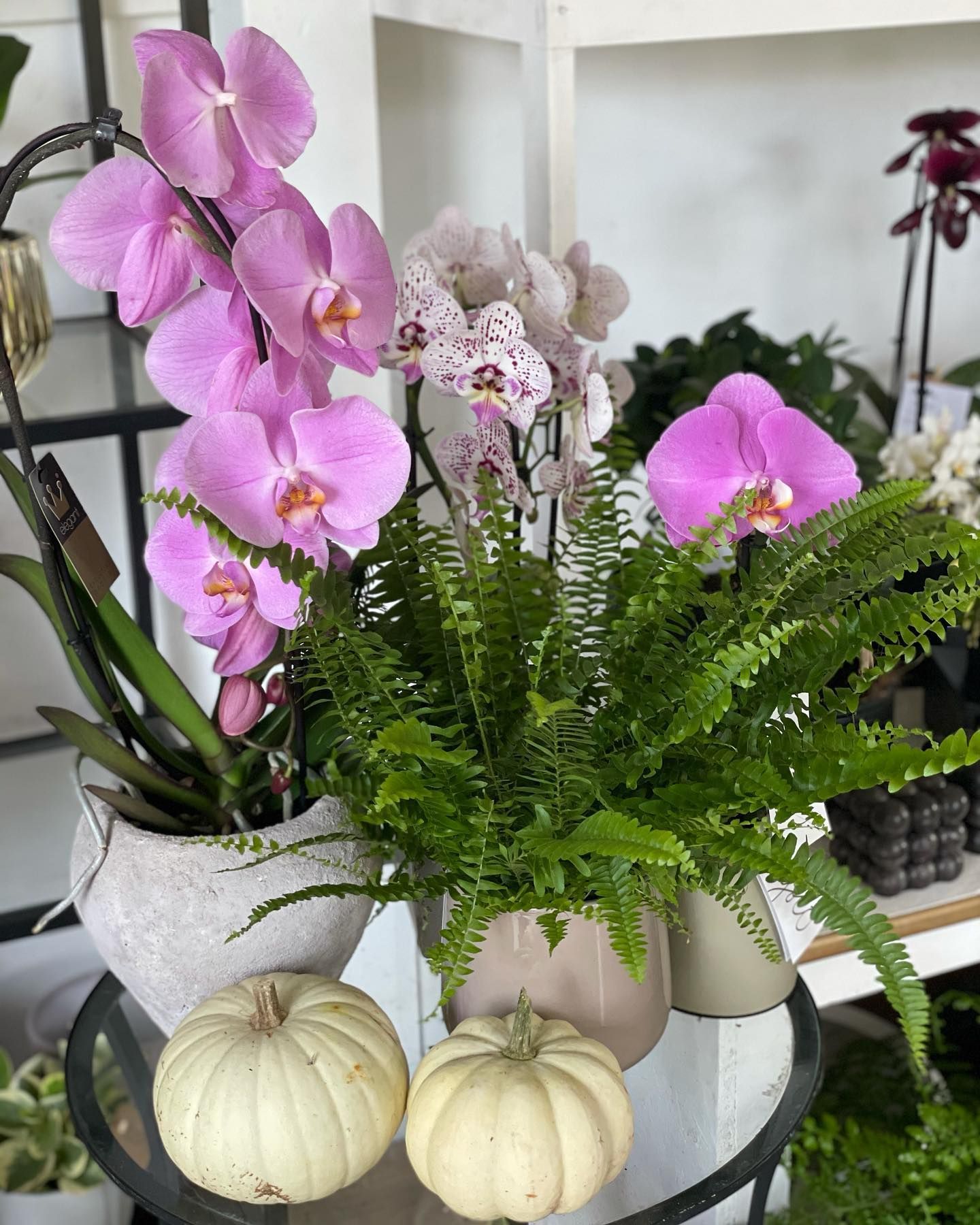 Una pianta in vaso con fiori rosa e felci è appoggiata su un tavolo accanto alle zucche.