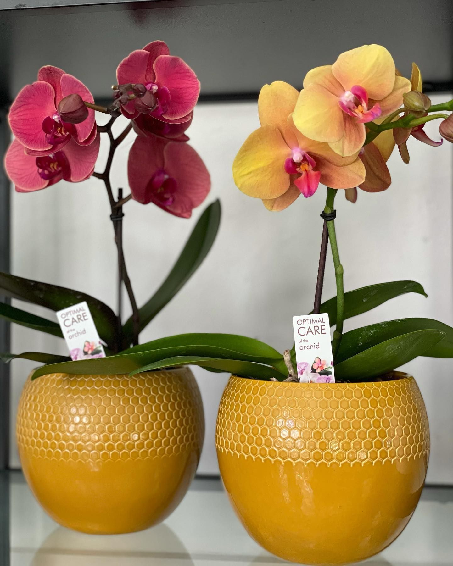 Due orchidee in vaso sono posizionate una accanto all'altra su uno scaffale