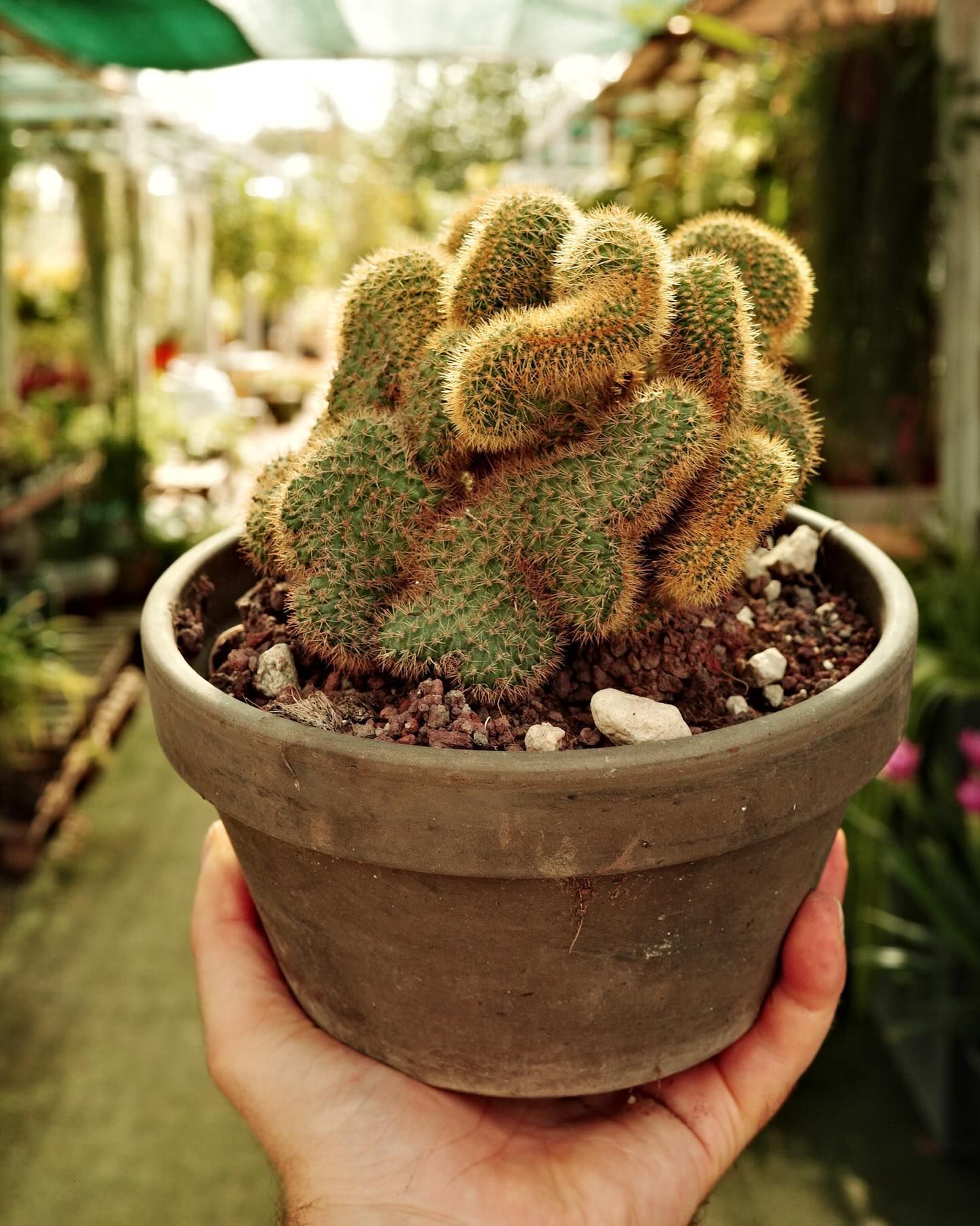 Una persona tiene in mano un cactus in vaso.