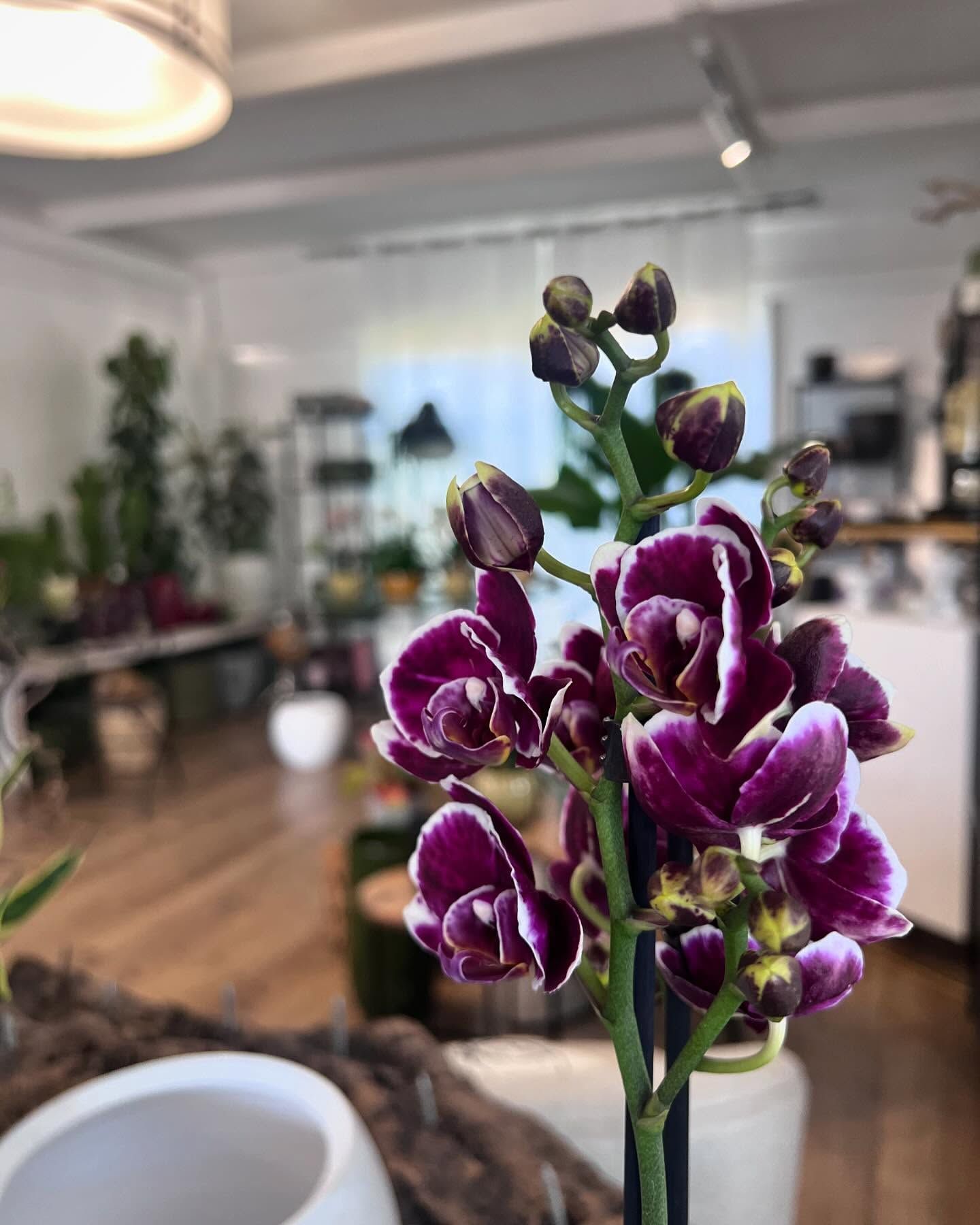 Un primo piano di un fiore viola in un vaso in una stanza.