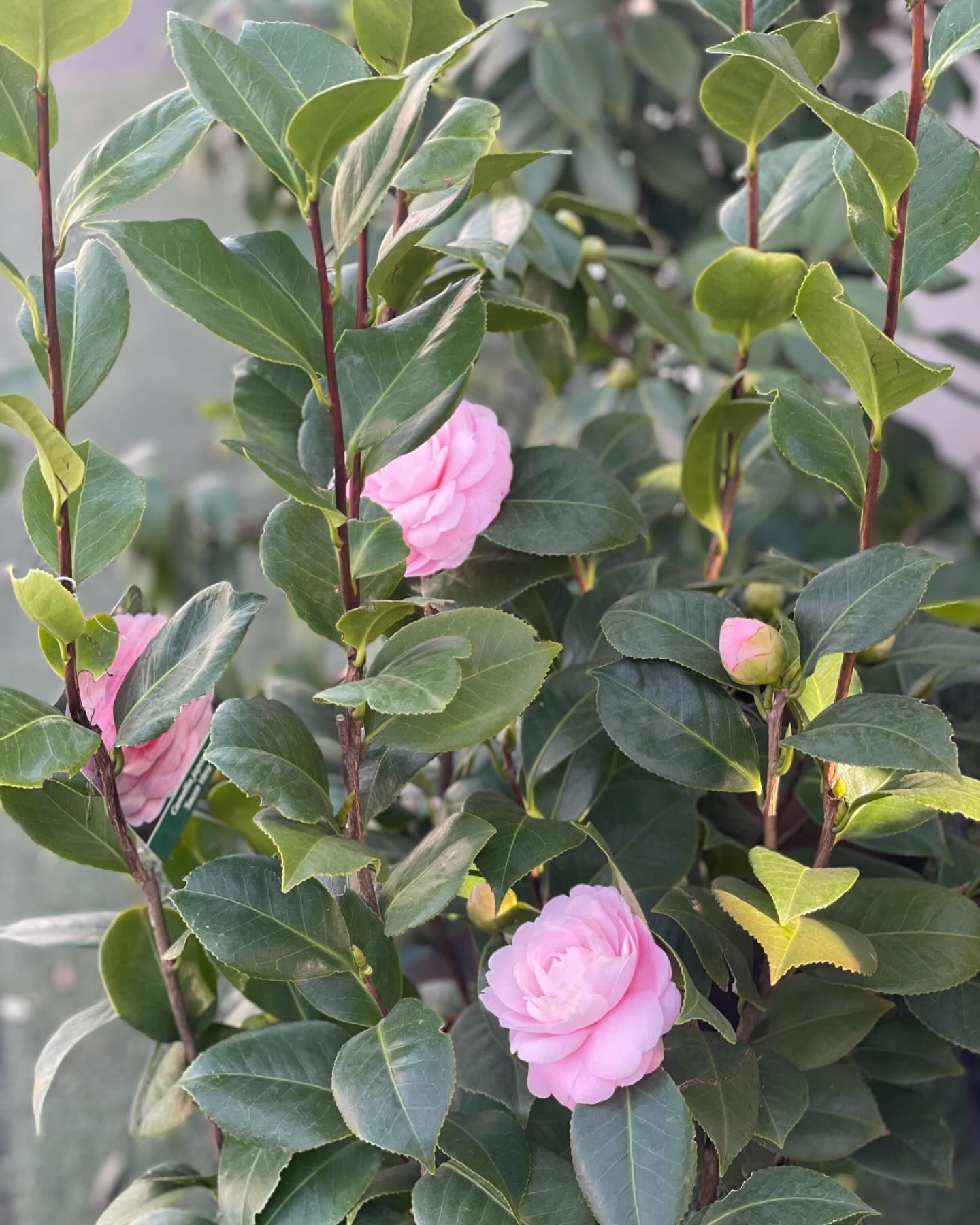 Primo piano di una pianta con fiori rosa e foglie verdi.