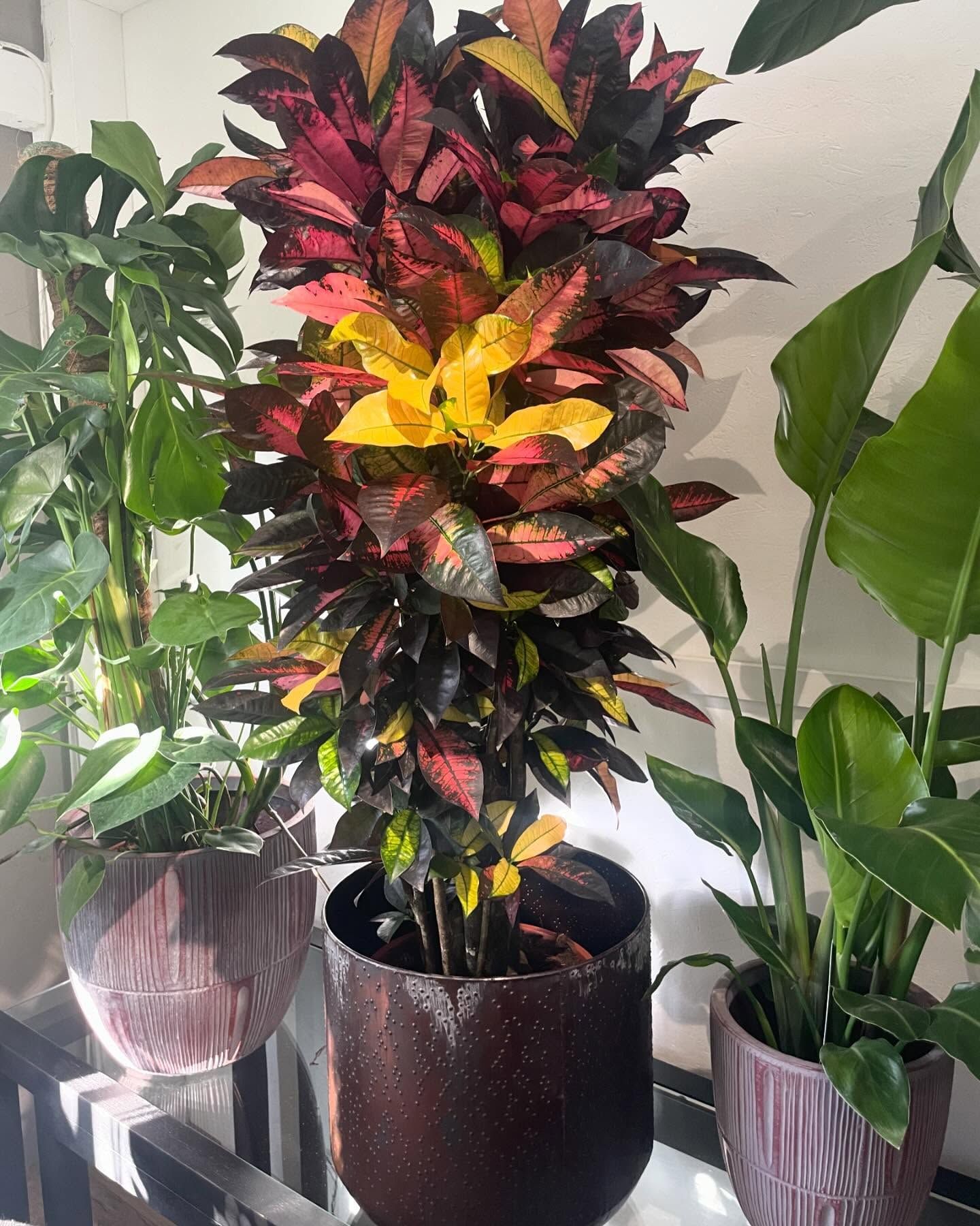 Una pianta in vaso con foglie rosse, gialle e verdi è appoggiata su un tavolo.
