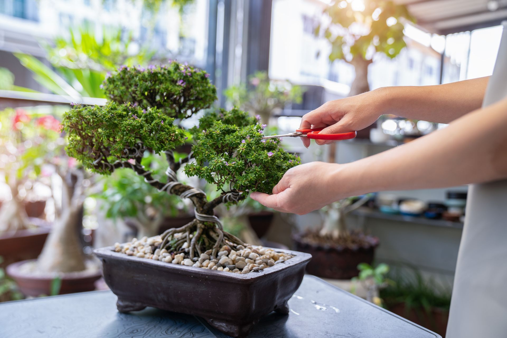 Una persona sta tagliando un bonsai con le forbici.