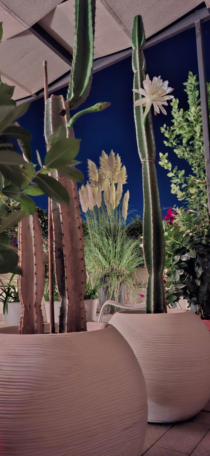 Una pianta in vaso con foglie rosse, gialle e verdi è appoggiata su un tavolo.