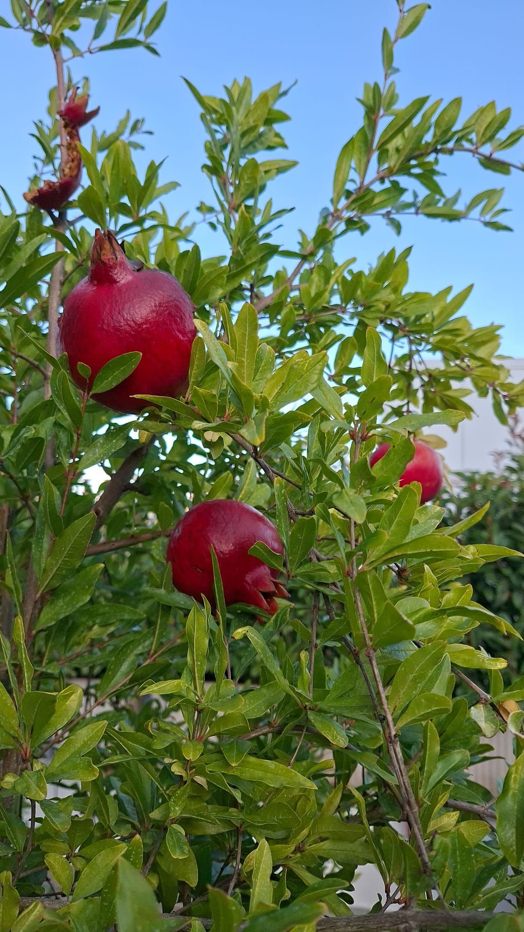 Una persona sta tagliando un bonsai con le forbici.