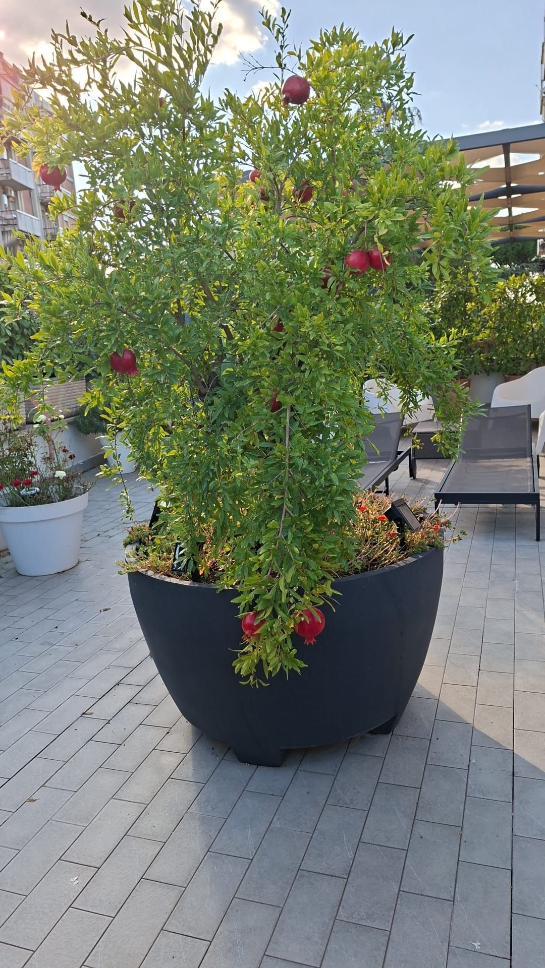 Una piccola pianta succulenta in un vaso rosa è appoggiata su un tavolo di legno.