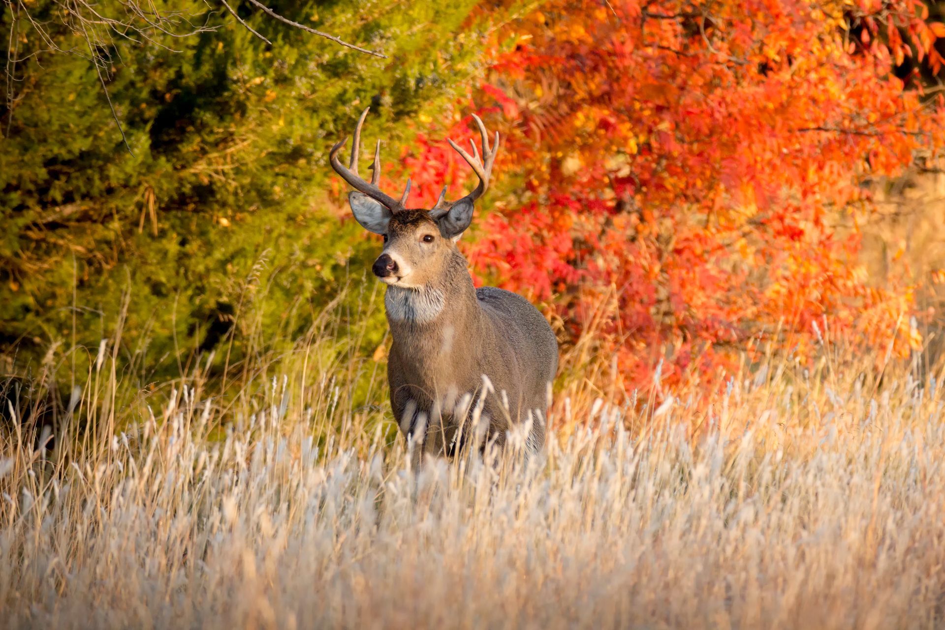 A deer is standing in a field with trees in the background.