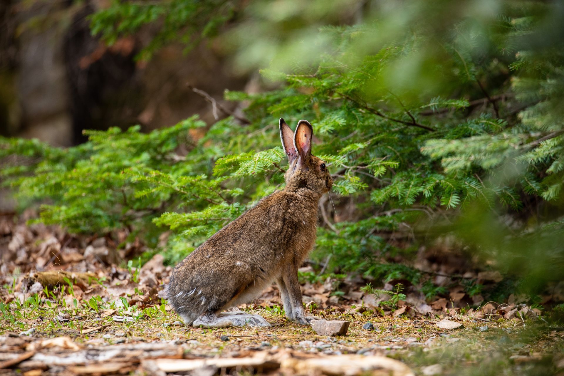 A small rabbit is sitting on the ground in the woods.