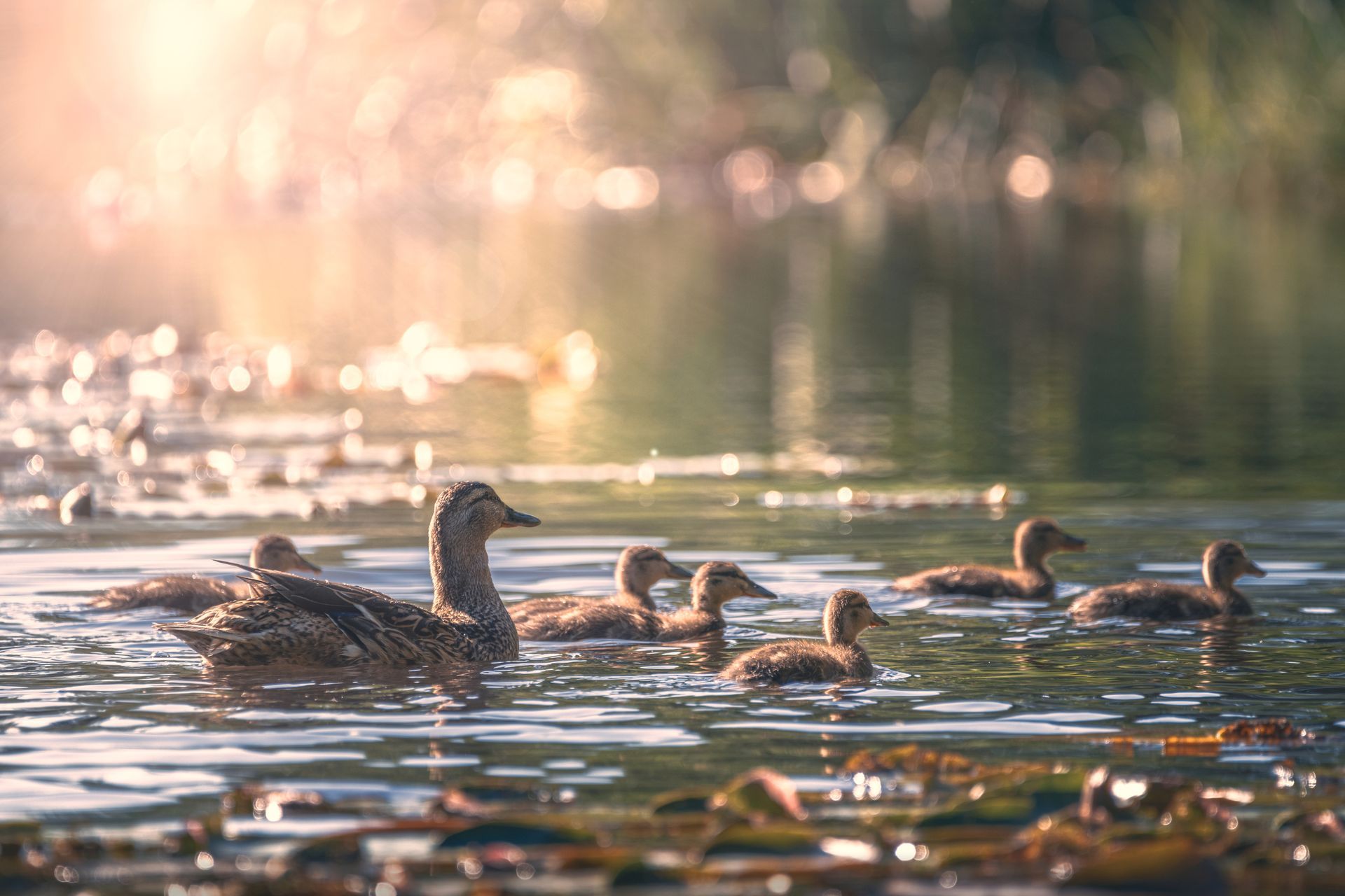 A group of ducks are swimming in a lake.