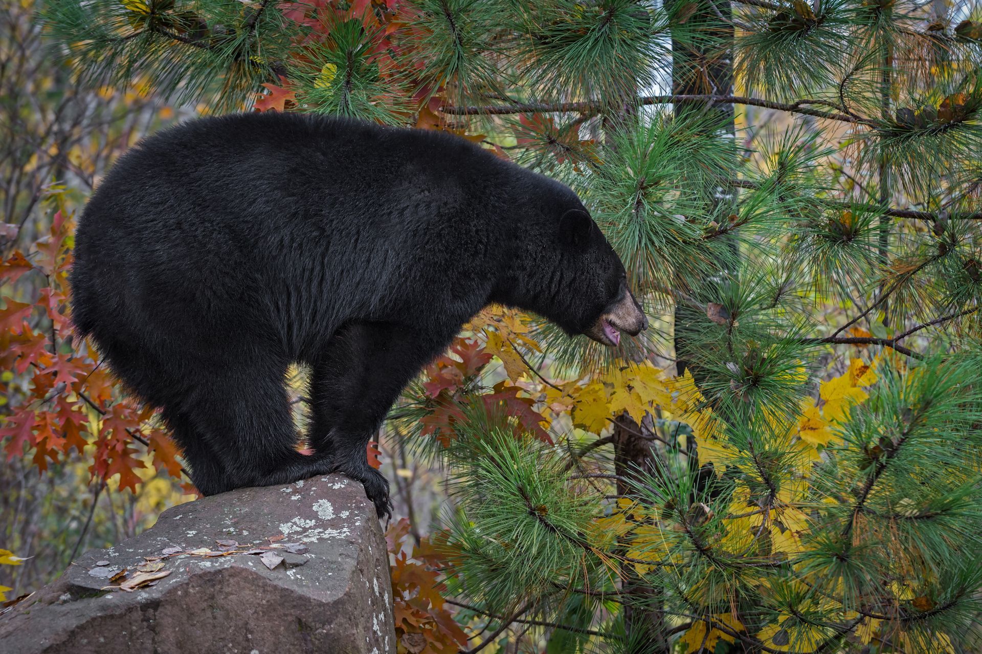 A black bear is standing on top of a rock in the woods.