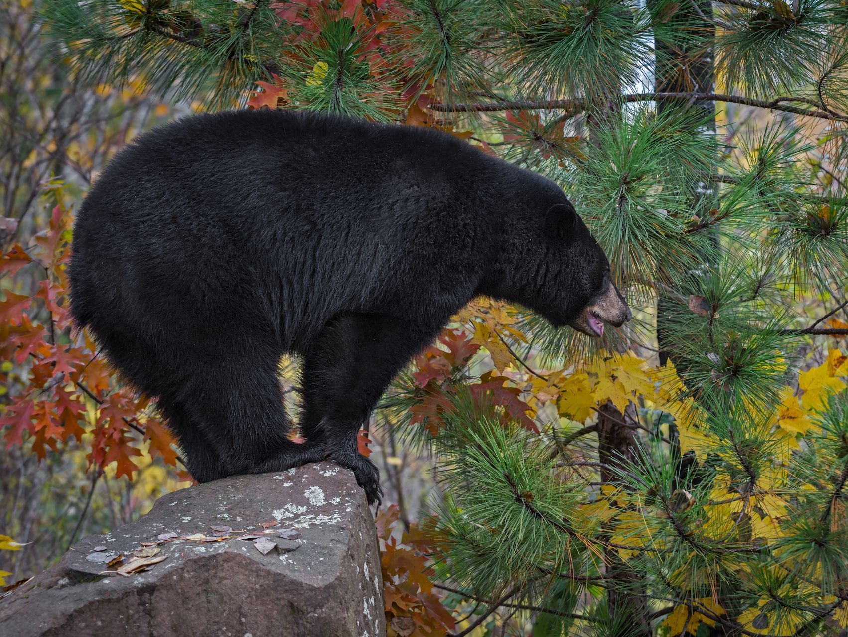 A black bear is standing on top of a rock in the woods.