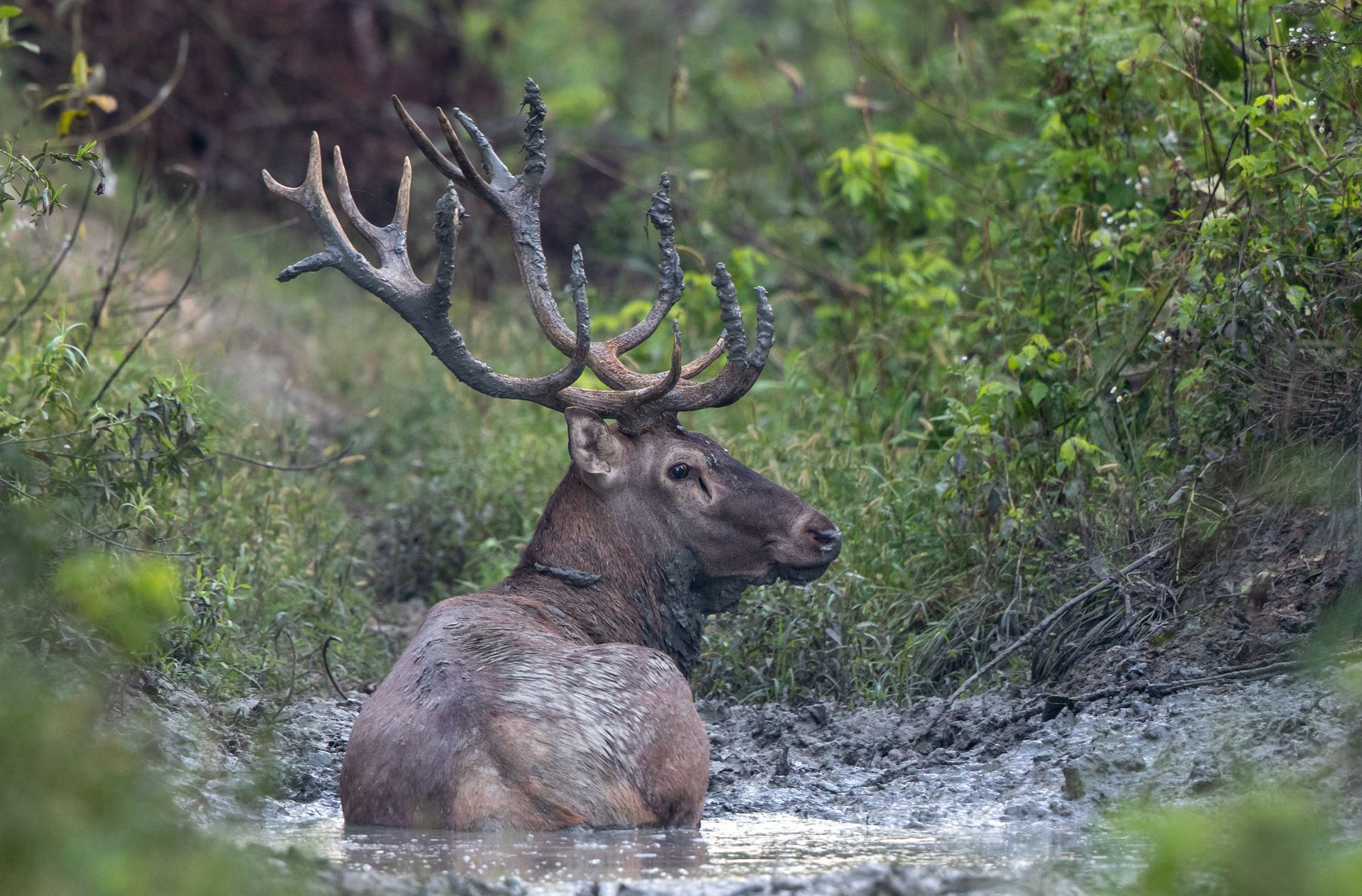 A deer is laying in the mud in the woods.