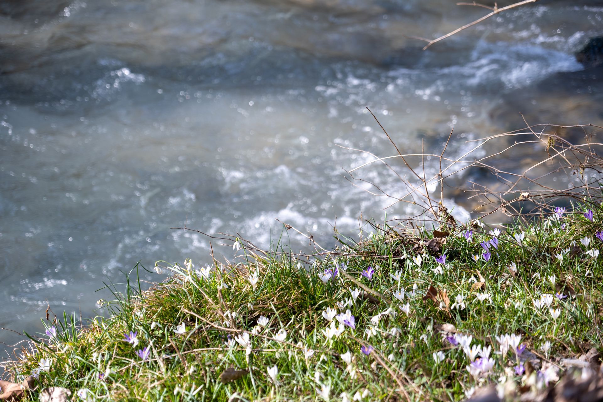 A stream of water is running through a field of grass and flowers.