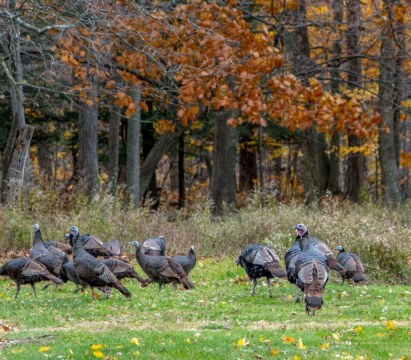 A herd of turkeys are standing in a grassy field.