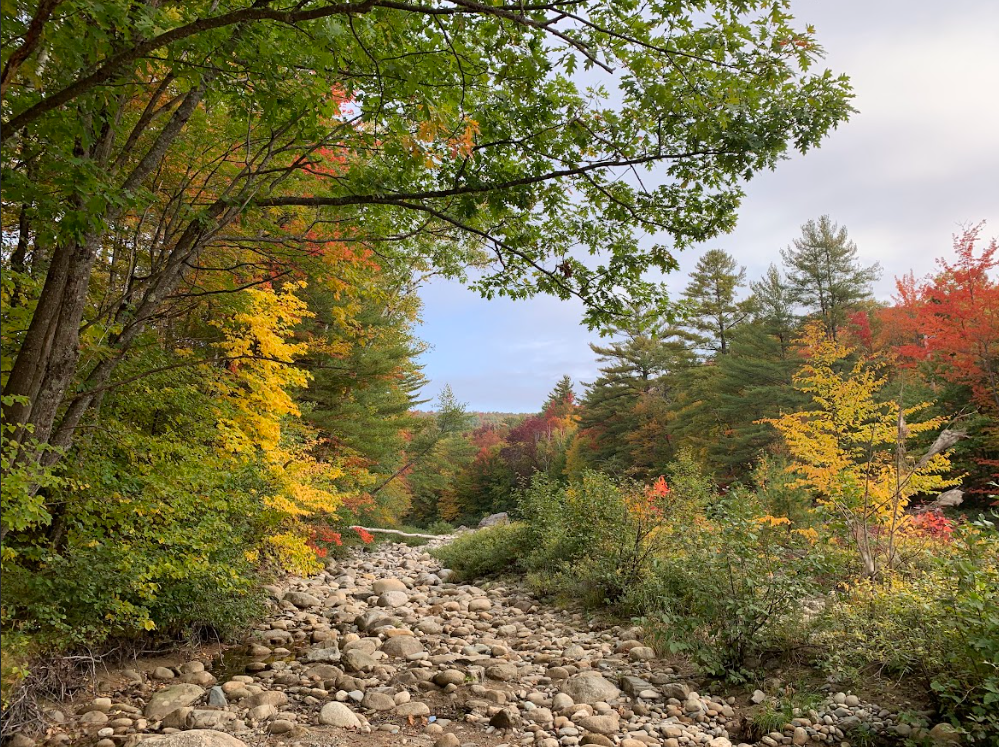 A rocky stream in the middle of a forest surrounded by trees.